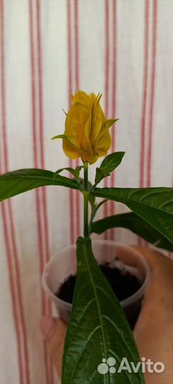 Пахистахис жёлтый