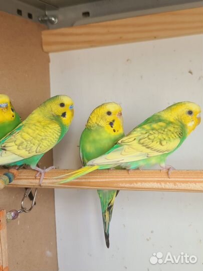 Волнистый попугай