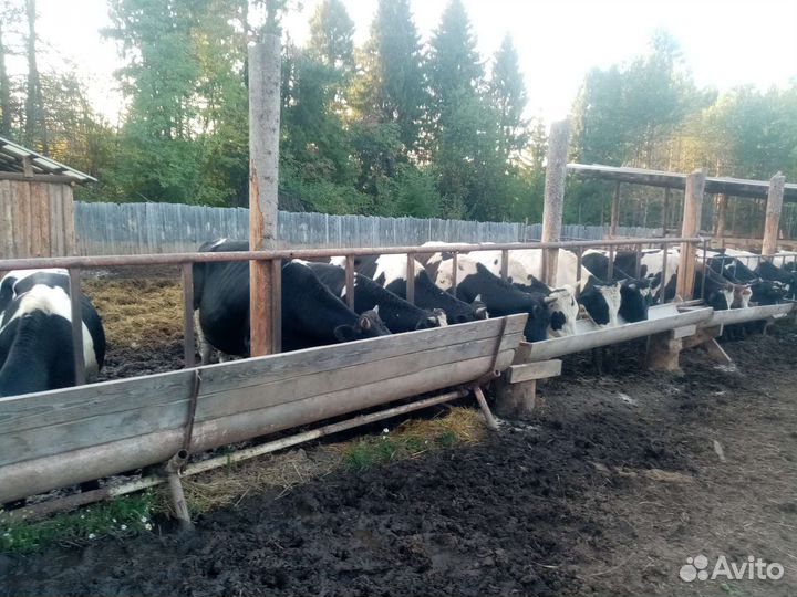 Быки, поросята