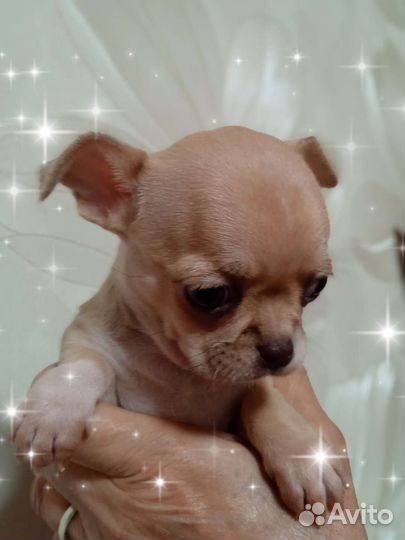 Девочка Солли