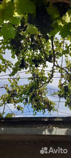 Саженцы винограда