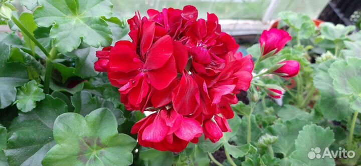 Пеларгония плющелистная красная