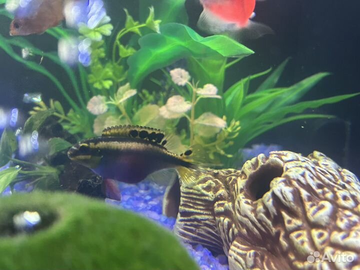 Пельвикахромис пульхер самка