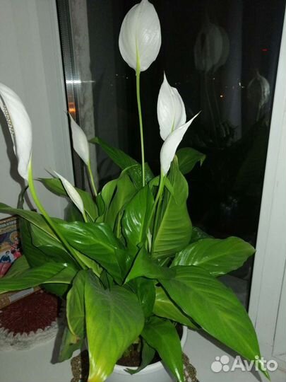 Спатифиллум