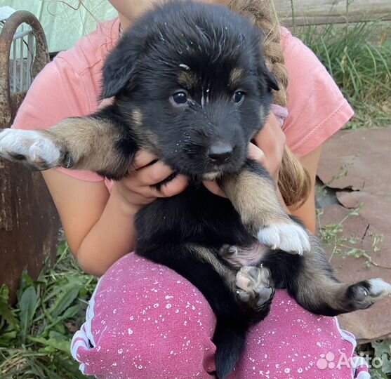 В добрые руки щенята