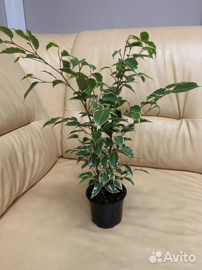 Фикус вариегатный