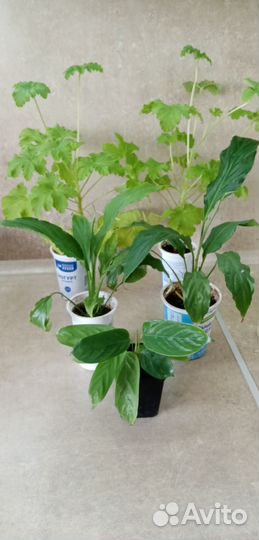 Калатея, зебрина, лимонная герань