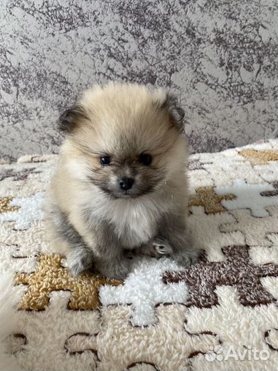 Померанский шпиц