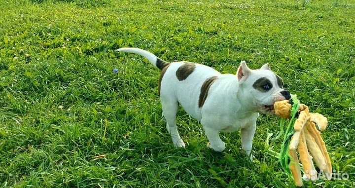 Американский булли
