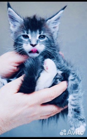 Детки мейнкунов