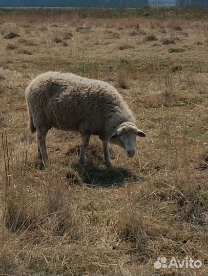 Овцы, яркий, баранчики