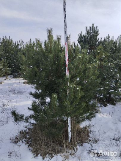 Саженцы Сосна крымская extra