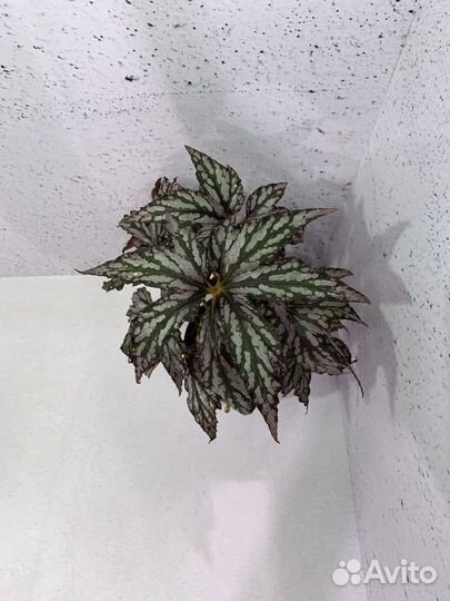 Бегония Грифон