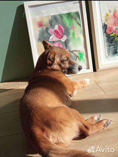 Передержка мелких собачек до 3 кг