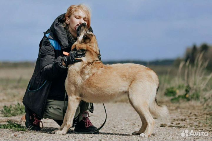 Дрессировка собак, зоопсихолог