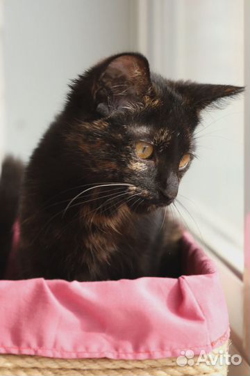 Котенок девочка