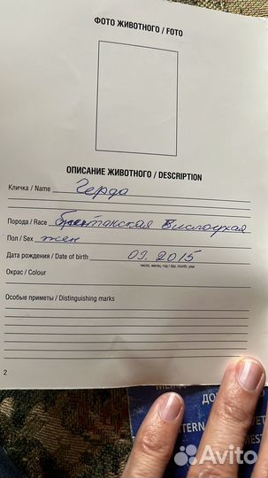 Британская вислоухая кошка