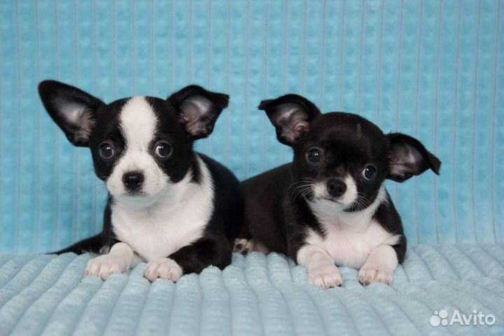 Щенки чихуахуа