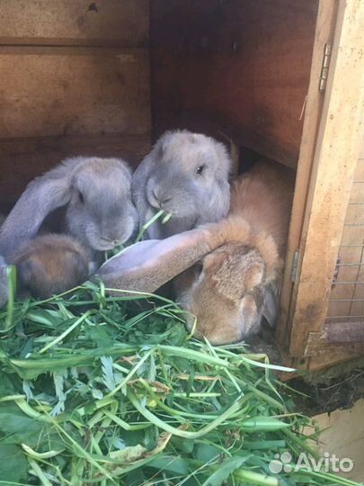 Крольчата