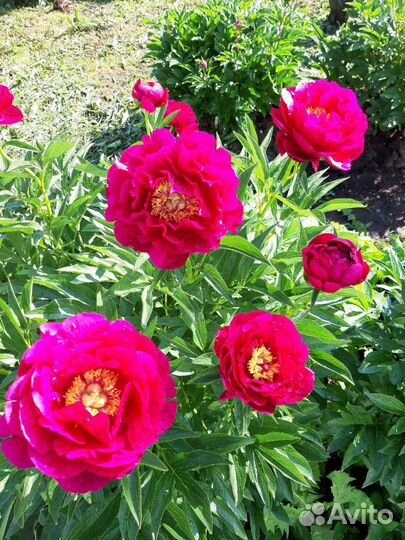 Пион Ann Zahller