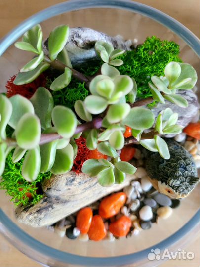 Флорариум с живыми суккулентами