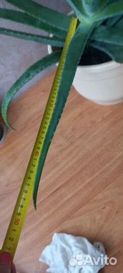 Алое лечебное разные