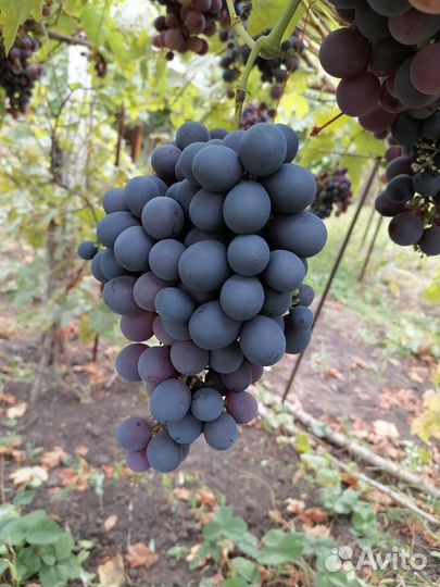 Саженцы винограда