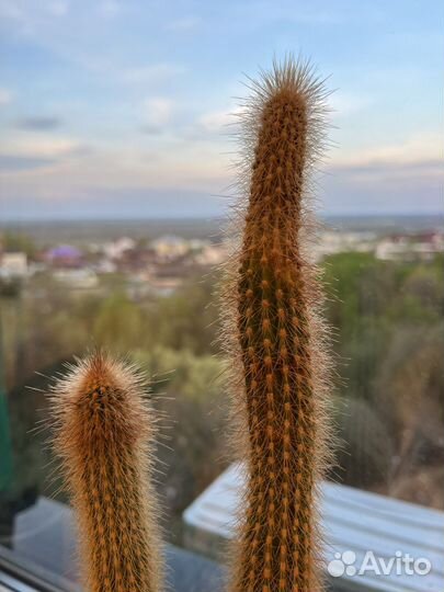 Кактус большой