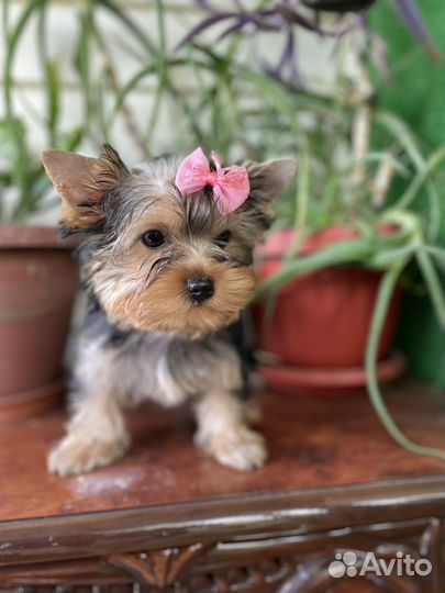 Йоркширский терьер