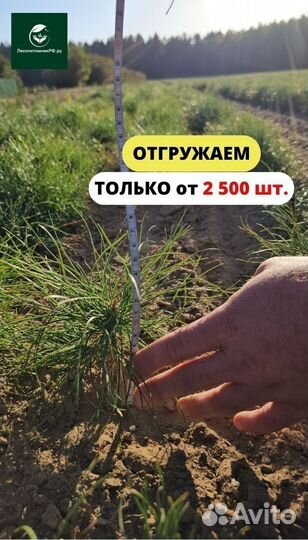Сеянцы сосны обыкновенной окс от производителя
