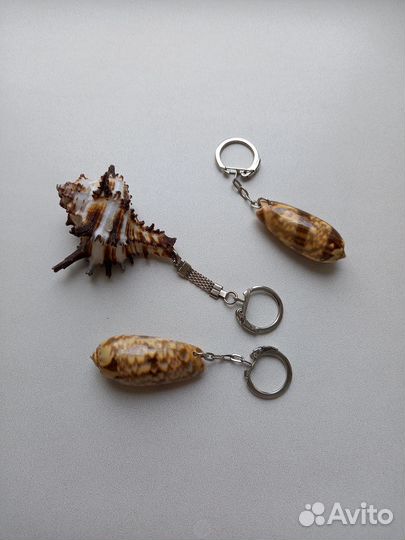 Морские раковины