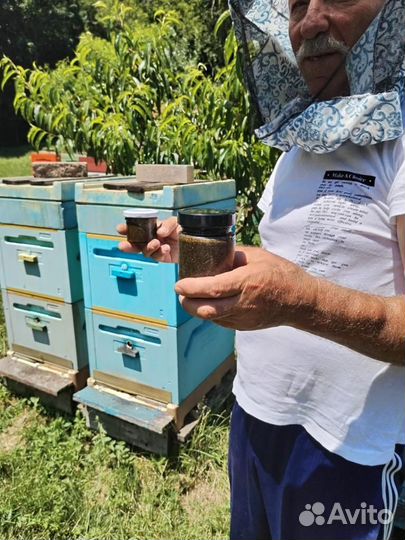 Мед с травами от паразитов в организме