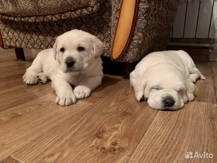 Лабрадоры.супер детки