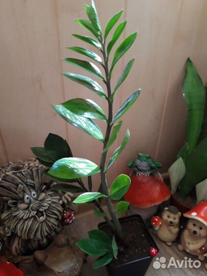 Замиокулькас (Долларовое дерево )