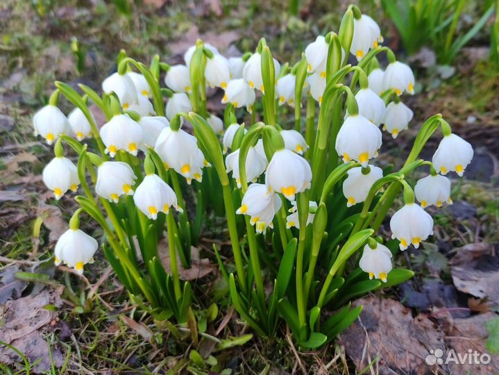 Подснежники, первоцветы, рябчики, ботанич.тюльпаны