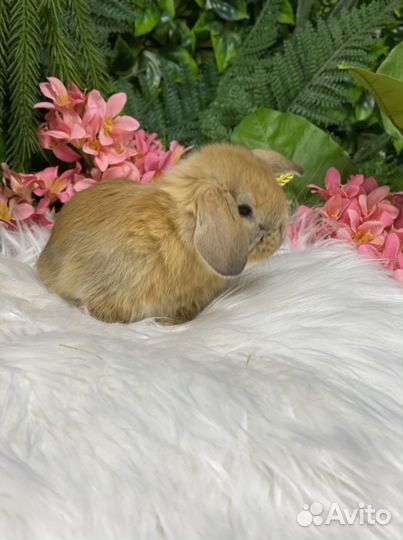 Минилоп малыш