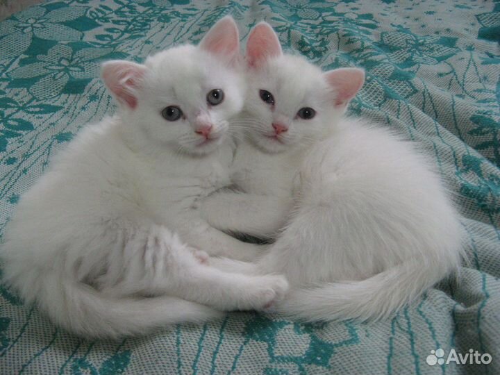 Котята девочки