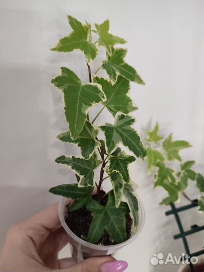 Комнатные растения (цветы)