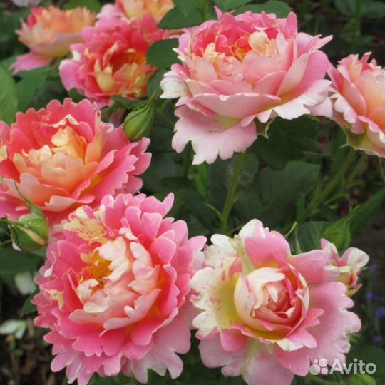 Растения для сада