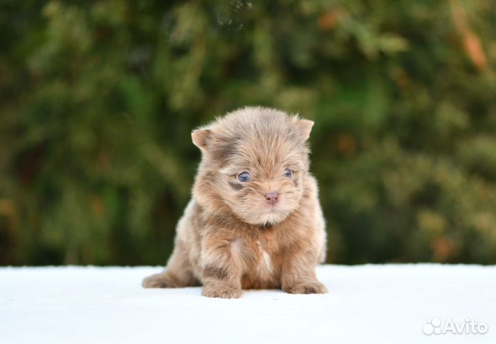 Шпиц-терьер шоколадный мерле
