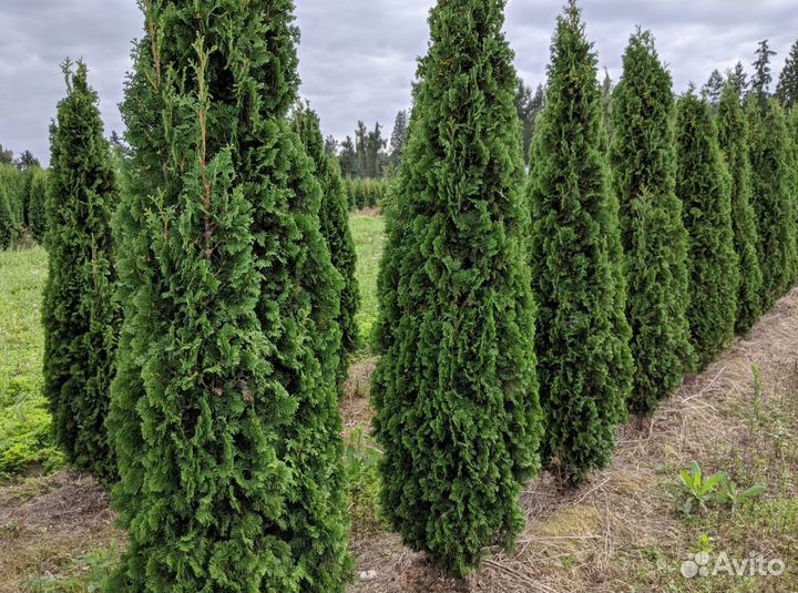 Туи с доставкой