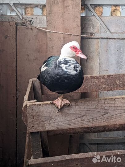 Индоутки и петухи