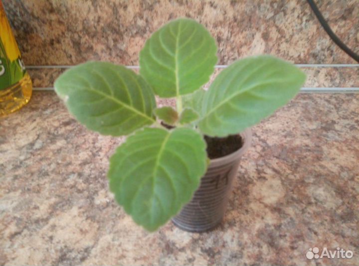 Сеянцы сортовых глоксиний