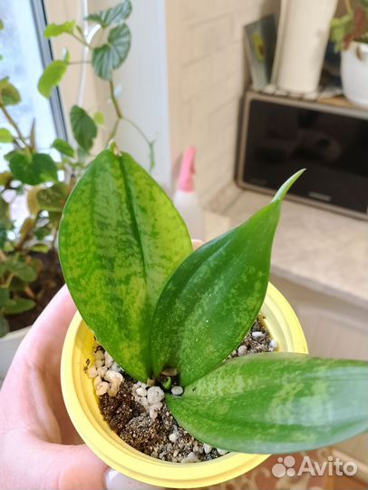 Сансевиерия