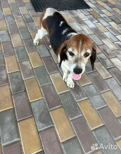 Бигль в добрые руки