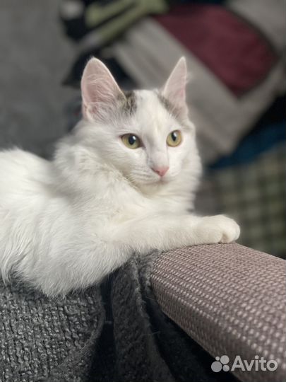 Котенок