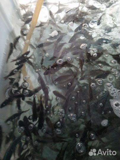 Активный Малёк, Живец, карась