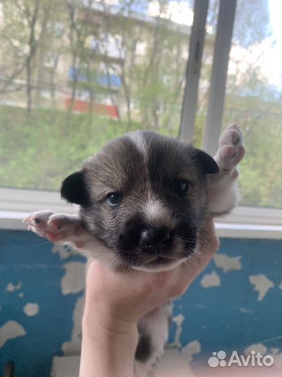 Щенок бесплатно