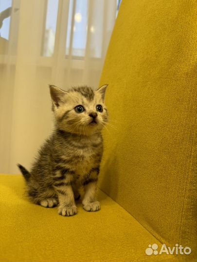 Шотландские котята