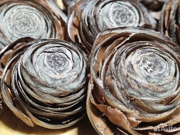 Шишки гиммалайского кедра *розочки (верхушка)